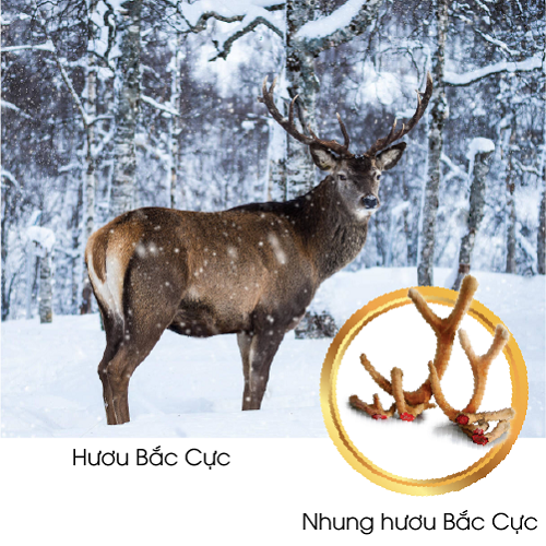 nhung-huou-bac-cuc