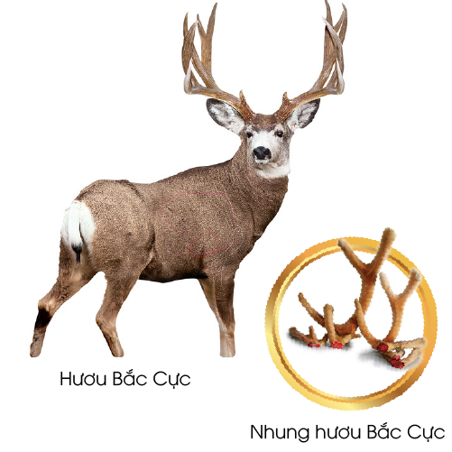 nhung-huou-bac-cuc-1